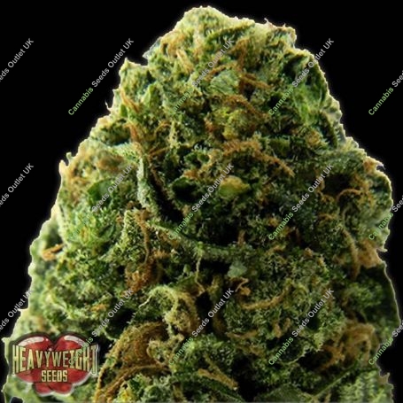 Massive Midget Auto Feminized Marijuana Strain by Heavyweight Seeds For Sale Online at Cannabis Seeds Outlet