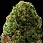 Massive Midget Auto Feminized Marijuana Strain by Heavyweight Seeds For Sale Online at Cannabis Seeds Outlet