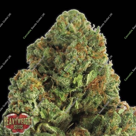 Midnight Mass Feminized Marijuana Strain by Heavyweight Seeds For Sale Online at Cannabis Seeds Outlet