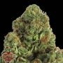 Midnight Mass Feminized Marijuana Strain by Heavyweight Seeds For Sale Online at Cannabis Seeds Outlet