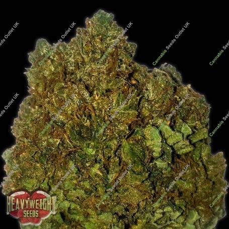 Money Bush Feminized Marijuana Strain by Heavyweight Seeds For Sale Online at Cannabis Seeds Outlet
