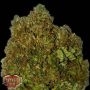 Money Bush Feminized Marijuana Strain by Heavyweight Seeds For Sale Online at Cannabis Seeds Outlet