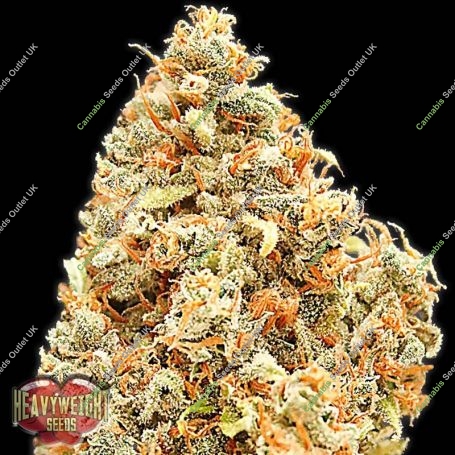 Monster Profit Feminized Marijuana Strain by Heavyweight Seeds For Sale Online at Cannabis Seeds Outlet