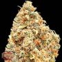Monster Profit Feminized Marijuana Strain by Heavyweight Seeds For Sale Online at Cannabis Seeds Outlet