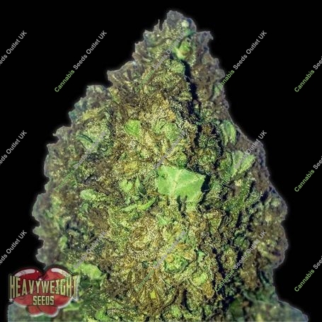 Short and Sweet Auto Feminized Marijuana Strain by Heavyweight Seeds For Sale Online at Cannabis Seeds Outlet