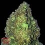 Short and Sweet Auto Feminized Marijuana Strain by Heavyweight Seeds For Sale Online at Cannabis Seeds Outlet