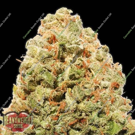 Strawberry Cake Feminized Marijuana Strain by Heavyweight Seeds For Sale Online at Cannabis Seeds Outlet