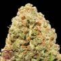 Strawberry Cake Feminized Marijuana Strain by Heavyweight Seeds For Sale Online at Cannabis Seeds Outlet