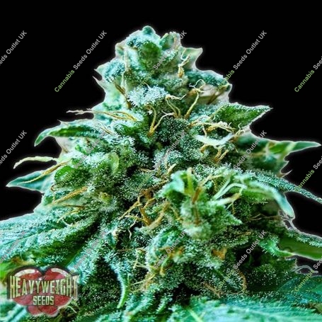 Superb OG Feminized Marijuana Strain by Heavyweight Seeds For Sale Online at Cannabis Seeds Outlet