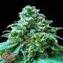 Superb OG Feminized Marijuana Strain by Heavyweight Seeds For Sale Online at Cannabis Seeds Outlet