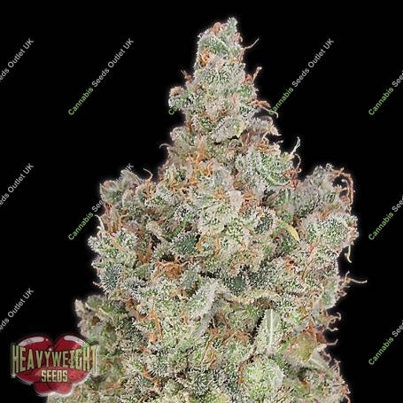 Total Paralysis Feminized Marijuana Strain by Heavyweight Seeds For Sale Online at Cannabis Seeds Outlet