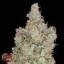 Total Paralysis Feminized Marijuana Strain by Heavyweight Seeds For Sale Online at Cannabis Seeds Outlet