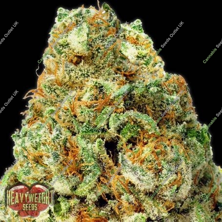 Turbo Bud Auto Feminized Marijuana Strain by Heavyweight Seeds For Sale Online at Cannabis Seeds Outlet