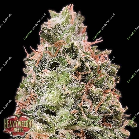 Waist Deep Auto Feminized Marijuana Strain by Heavyweight Seeds For Sale Online at Cannabis Seeds Outlet