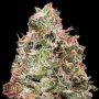 Waist Deep Auto Feminized Marijuana Strain by Heavyweight Seeds For Sale Online at Cannabis Seeds Outlet