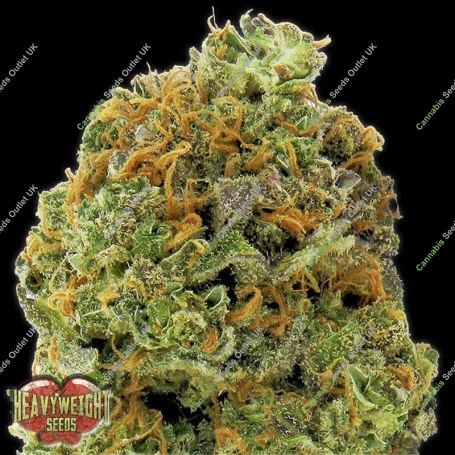 Wipeout Express Auto Feminized Marijuana Strain by Heavyweight Seeds For Sale Online at Cannabis Seeds Outlet