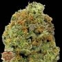 Wipeout Express Auto Feminized Marijuana Strain by Heavyweight Seeds For Sale Online at Cannabis Seeds Outlet