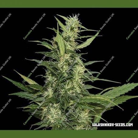 Aamurskiy Giant Auto Feminized Marijuana Strain by Kalashnikov Seeds For Sale Online at Cannabis Seeds Outlet
