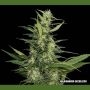 Aamurskiy Giant Auto Feminized Marijuana Strain by Kalashnikov Seeds For Sale Online at Cannabis Seeds Outlet