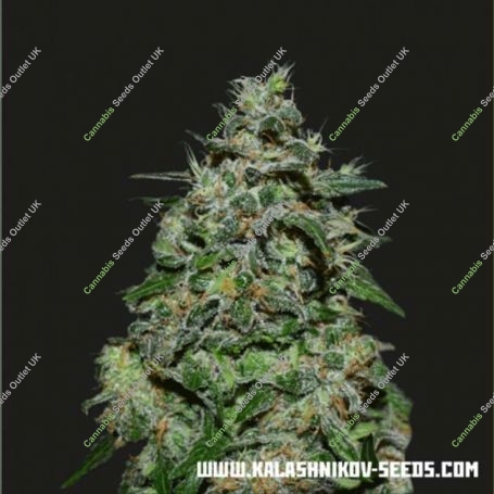 AK Kush Express Feminized Marijuana Strain by Kalashnikov Seeds For Sale Online at Cannabis Seeds Outlet