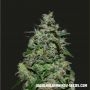 AK Kush Express Feminized Marijuana Strain by Kalashnikov Seeds For Sale Online at Cannabis Seeds Outlet