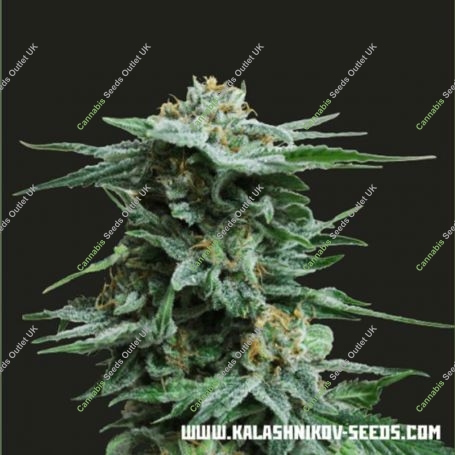 AK Kush Feminized Marijuana Strain by Kalashnikov Seeds For Sale Online at Cannabis Seeds Outlet