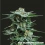 AK Kush Feminized Marijuana Strain by Kalashnikov Seeds For Sale Online at Cannabis Seeds Outlet