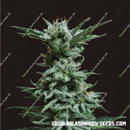 AK Skunk Feminized Marijuana Strain by Kalashnikov Seeds For Sale Online at Cannabis Seeds Outlet