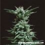 AK Skunk Feminized Marijuana Strain by Kalashnikov Seeds For Sale Online at Cannabis Seeds Outlet