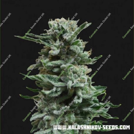 AK Skunk Auto Feminized Marijuana Strain by Kalashnikov Seeds For Sale Online at Cannabis Seeds Outlet