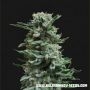 AK Skunk Auto Feminized Marijuana Strain by Kalashnikov Seeds For Sale Online at Cannabis Seeds Outlet