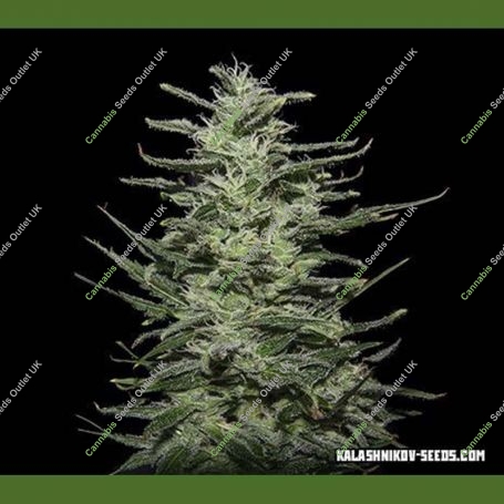 Amnesia Molotov Feminized Marijuana Strain by Kalashnikov Seeds For Sale Online at Cannabis Seeds Outlet
