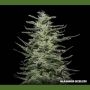 Amnesia Molotov Feminized Marijuana Strain by Kalashnikov Seeds For Sale Online at Cannabis Seeds Outlet