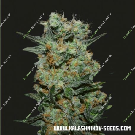 Baikal Express Feminized Marijuana Strain by Kalashnikov Seeds For Sale Online at Cannabis Seeds Outlet