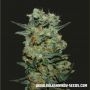 Baikal Express Feminized Marijuana Strain by Kalashnikov Seeds For Sale Online at Cannabis Seeds Outlet
