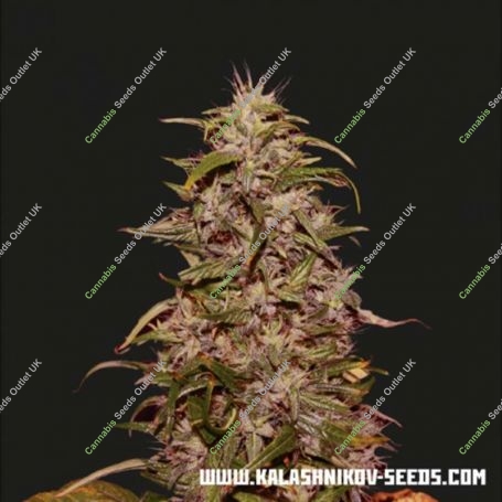 Big Altai Sativa Express Feminized Marijuana Strain by Kalashnikov Seeds For Sale Online at Cannabis Seeds Outlet