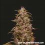 Big Altai Sativa Express Feminized Marijuana Strain by Kalashnikov Seeds For Sale Online at Cannabis Seeds Outlet