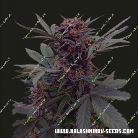 Black Babushka Auto Feminized Marijuana Strain by Kalashnikov Seeds For Sale Online at Cannabis Seeds Outlet