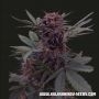 Black Babushka Auto Feminized Marijuana Strain by Kalashnikov Seeds For Sale Online at Cannabis Seeds Outlet