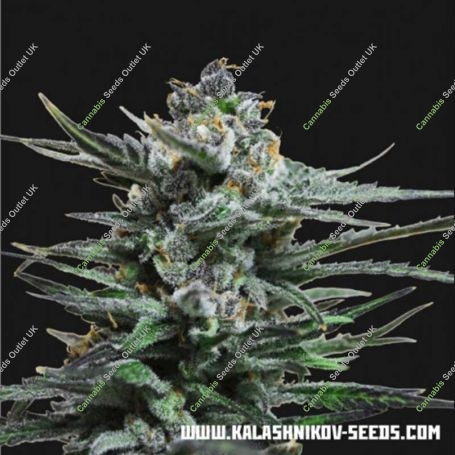 Blue Acid Auto Feminized Marijuana Strain by Kalashnikov Seeds For Sale Online at Cannabis Seeds Outlet