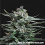 Blue Acid Auto Feminized Marijuana Strain by Kalashnikov Seeds For Sale Online at Cannabis Seeds Outlet