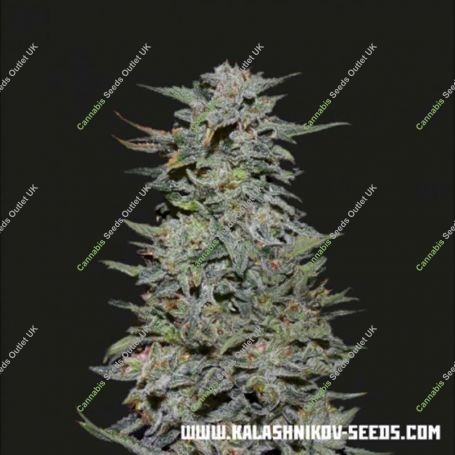 Boy Scout Cookies Feminized Marijuana Strain by Kalashnikov Seeds For Sale Online at Cannabis Seeds Outlet