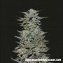 Boy Scout Cookies Feminized Marijuana Strain by Kalashnikov Seeds For Sale Online at Cannabis Seeds Outlet