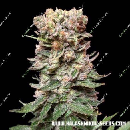 CBD Cake Feminized Marijuana Strain by Kalashnikov Seeds For Sale Online at Cannabis Seeds Outlet