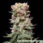 CBD Cake Feminized Marijuana Strain by Kalashnikov Seeds For Sale Online at Cannabis Seeds Outlet