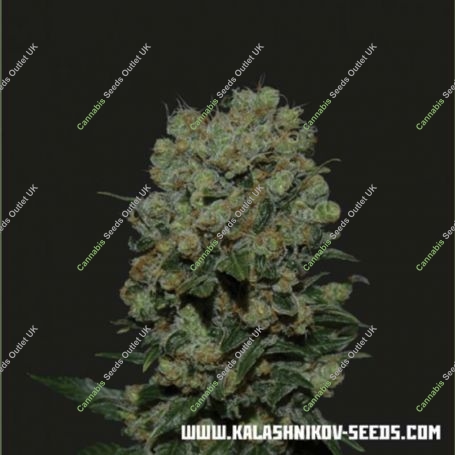 Kalashnikov Express Feminized Marijuana Strain by Kalashnikov Seeds For Sale Online at Cannabis Seeds Outlet