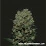 Kalashnikov Express Feminized Marijuana Strain by Kalashnikov Seeds For Sale Online at Cannabis Seeds Outlet