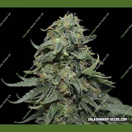 Kabul Express Feminized Marijuana Strain by Kalashnikov Seeds For Sale Online at Cannabis Seeds Outlet