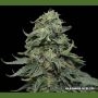 Kabul Express Feminized Marijuana Strain by Kalashnikov Seeds For Sale Online at Cannabis Seeds Outlet