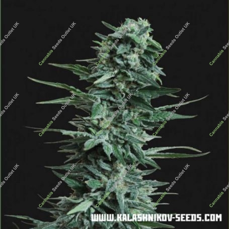 Kalashnikov Original Feminized Marijuana Strain by Kalashnikov Seeds For Sale Online at Cannabis Seeds Outlet